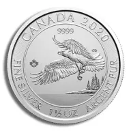 North American Bald Eagle