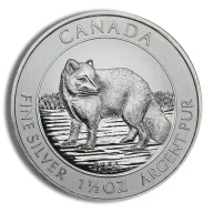 Arctic Fox