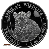 African Wildlife Leopard