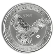 Snowy Owl