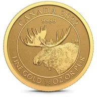 Canadian Moose