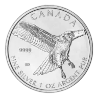 Birds of Prey Series - Silver Red-Tailed Hawk