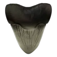 2025 Ghana Silver Megalodon Shark Tooth Coin 2oz