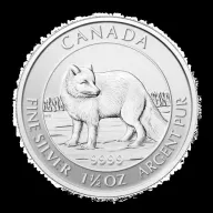 Arctic Fox