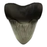 2025 Ghana Silver Megalodon Shark Tooth Coin 2oz